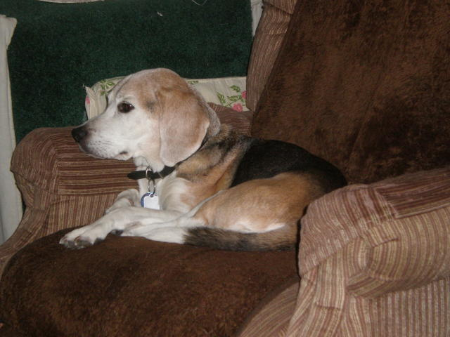how old is the oldest beagle