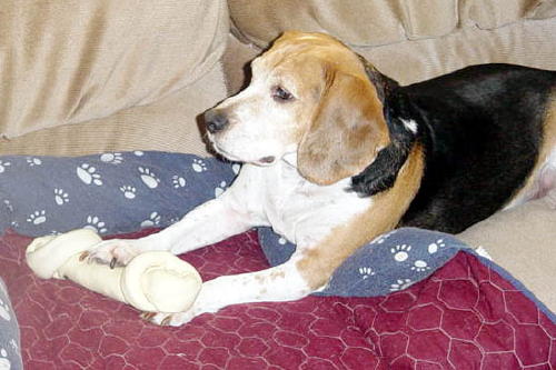 7 year old beagle